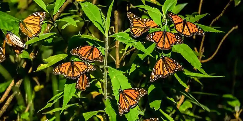 Monarch butterflies gather in the Monarch Butterfly Biosphere Reserve
